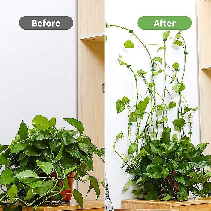 10 Pcs Leaf Shape Climbing Plant, Wall Vine Climbing Plant Support Hook Self-Adhesive Vines Traction Clips Leaf Shape Plant Fixer, Wire Fixing Cable Organizer with Adhesive Sticker