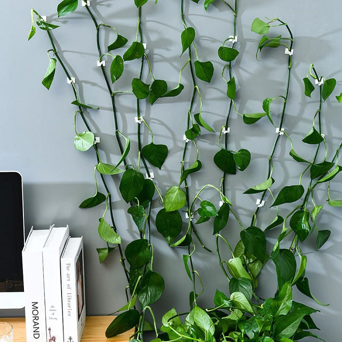 30pcs Climbing Plants Wall Clips (Large Size), Vine Plant Climbing Fixing Clip Hook Invisible Plant Clips for Climbers Plant Wall Clips Plant Support Binding Clip